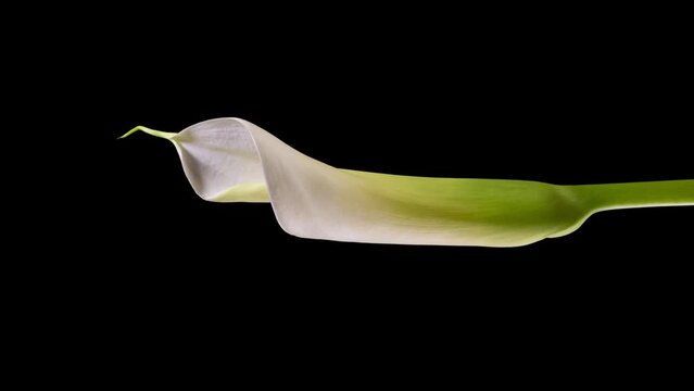 Close-up image of Kala flower. White Kala flower opening up on black background. Timelapse