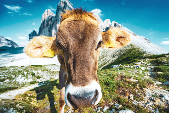 Curiouse cow on alpine meadow walks torwards the camera with scenic view on Tre Cime in the evening. Tre Cime, Dolomites, South Tirol, Italy, Europe.