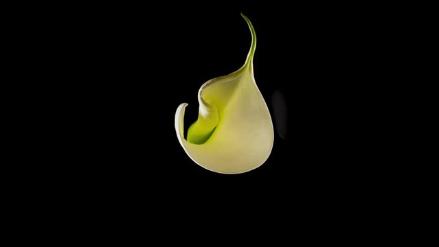 Close-up image of Kala flower. White Kala flower opening up on black background. Timelapse