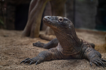 Komodo dragon