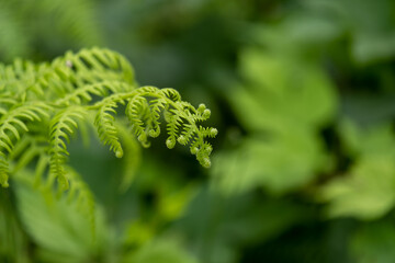 Detail of the young leaves of Pteridophyta Ferns or taxon Filicopsida, Pterophyta, Filicinae or...