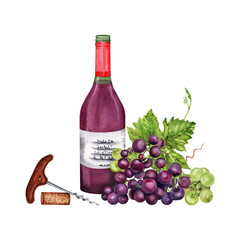 Bottle of red wine with grapes, corkscrew and a wine cork. Hand drawn watercolor illustration