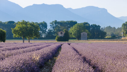 champ de lavande en été à die dans le département de la Drôme en région Auvergne-Rhône-Alpes