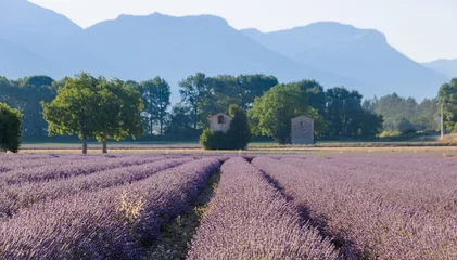 Deurstickers champ de lavande en été à die dans le département de la Drôme en région Auvergne-Rhône-Alpes © jef 77