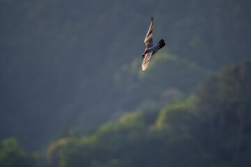 Peregrine Falcon's Soaring Journey through Satoyama