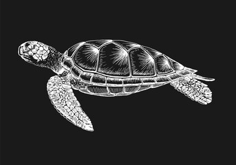 Sea turtle. Hand drawn illustration converted to vector. Vector with animal underwater.