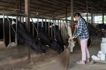 agriculture industry, dairy farming. Asian dairy farmer female working and cleaning in cowshed on dairy farm