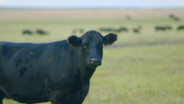 Cattle brazing in fields. Black angus cows as herd. Powerful black cow that eats grass. Static view.