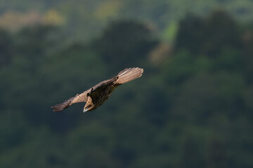 Japanese black kite flying over the forest