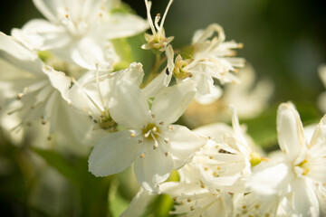  Busch-Windr&ouml;schen 