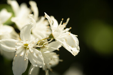  Busch-Windröschen 3