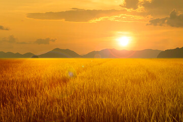 Fototapeta na wymiar gold rice field and mountain at sunset