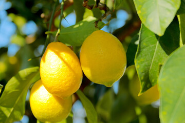 레몬 이라 부르는감규 과일의 모습이다