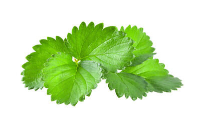 fresh strawberry leaf isolated on transparent png