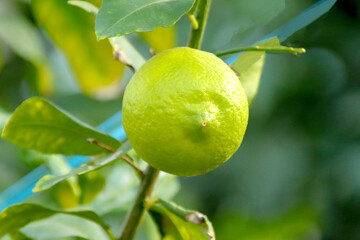 유레카 레몬이라 부르는 과일의 모습이다