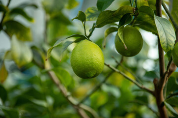 유레카 레몬이라 부르는 과일의 모습이다