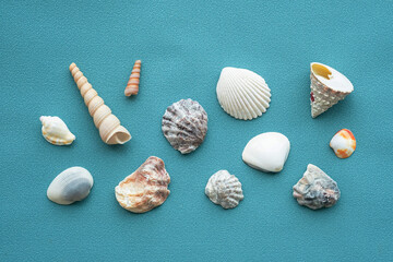 Sea shells pattern. Summery seashells background.