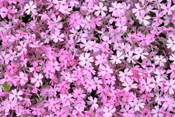 北海道、芝桜公園の風景