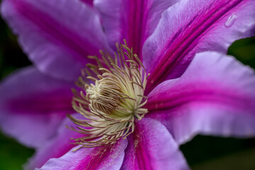 The Clematis are blooming in late Spring and Early Summer this year in Windsor in Upstate NY.  Garden flowers are doing very well this year.