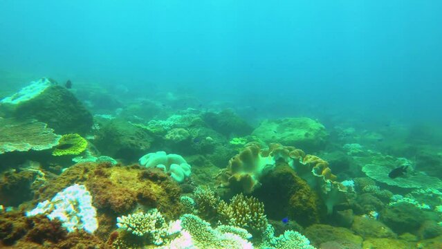 swimming forward view of look out to green and brown table branching and digitate Staghorn leather finger corals with blue Damselfish and Scissortail sergeant and butterflyfish with shining light day