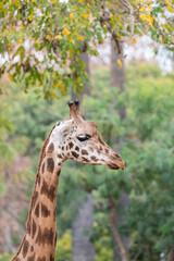 Portrait of a giraffe