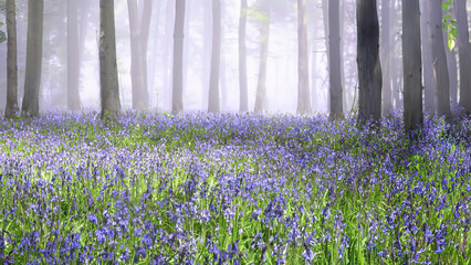 A carpet of Bluebells in the New Forest, Hampshire, England