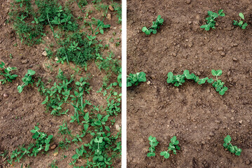 Before and after weeding grass in garden soil.