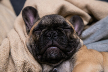 Cute sleeping French bulldog puppy portrait