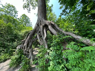 Aerial roots on a tree next to a Nature and landscape protection area, Diepoldsau - Switzerland...