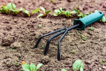 Weed removal and loosening of the soil around the plants.
