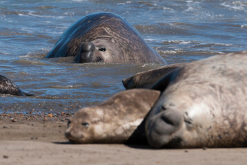 Elephant seal family, Peninsula Valdes, Patagonia, Argentina