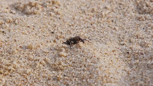 Pissodes Pini Weevil Beetle Bug Laboriously Slowly Climbing Up Beach Sand Dune