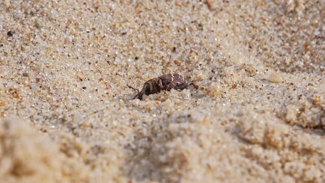 Pissodes Pini Weevil Beetle Bug Laboriously Slowly Climbing Up Beach Sand Dune