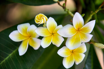 frangipani flowers  in the garden