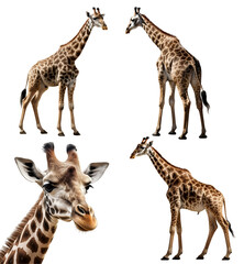 Fototapeta premium Giraffe, many angles and view portrait side back head shot isolated on transparent background cutout, PNG file,