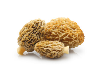Morel or morchella esculenta isolated on white background. First edible spring forest mushrooms.	