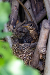 Petit merle dans un nid