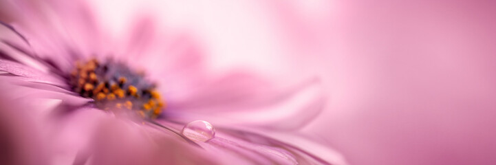 Water drop on a petal of a pink african daisy (osteopermum), panoramic nature header