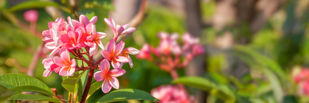 Pink plumeria close up, also called frangipani, in a garden, tropical nature panoramic web banner