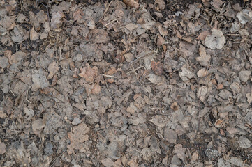 The texture of last year's fallen leaves on the ground