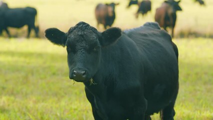 Cows animal grazing in pasture. Aberdeen angus cows. Graze in green meadow pasture field. Static view.