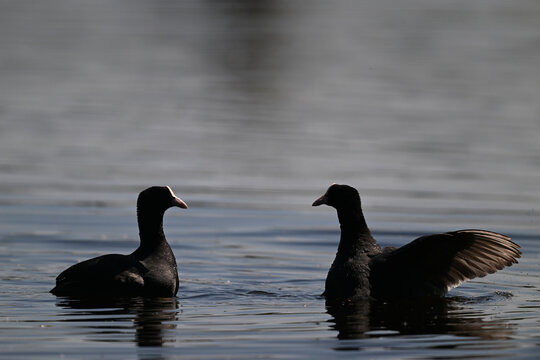 Bl&auml;ssralle, Bl&auml;sshuhn // Eurasian coot (Fulica atra)