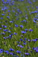 Ein Feld voller wilder blauer Kornblumen
