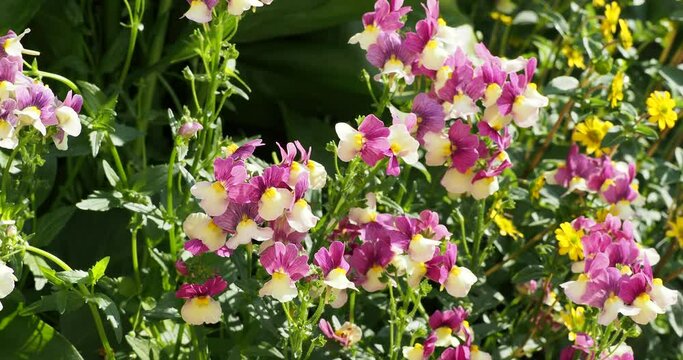 Nemesia strumosa 'Sunsatia'' or Cape jewels. Flowers with wavy petals bright lemon yellow centered on golden yellow throats at the end of strong leafy stems