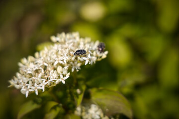 Bug on Valerian centranus flower