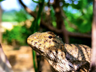 4k chameleon sitting in the bushes.