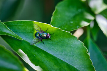 Green bottle fly sitting on a leaf
