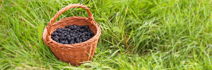 Wicker basket full of blackberries in the grass, panoramic header - Powered by Adobe