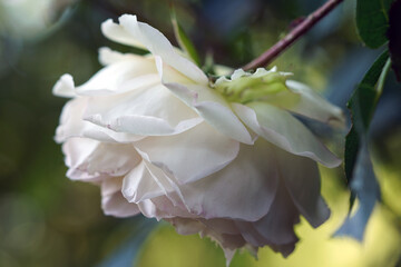 Rosen und Blumen