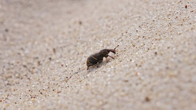 Pissodes Pini Weevil Beetle Bug Laboriously Slowly Climbing Up Beach Sand Dune